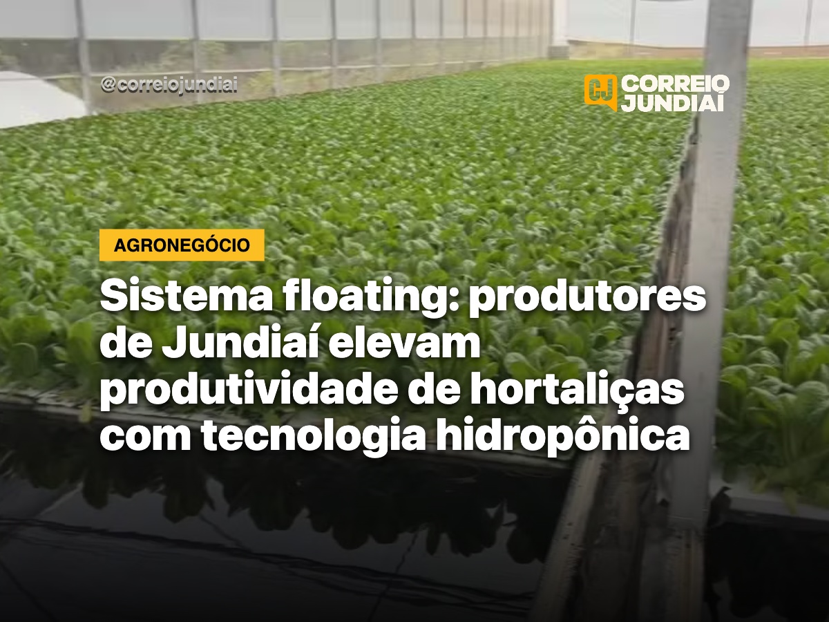 Sistema floating: produtores de Jundiaí elevam produtividade de hortaliças com tecnologia hidropônica