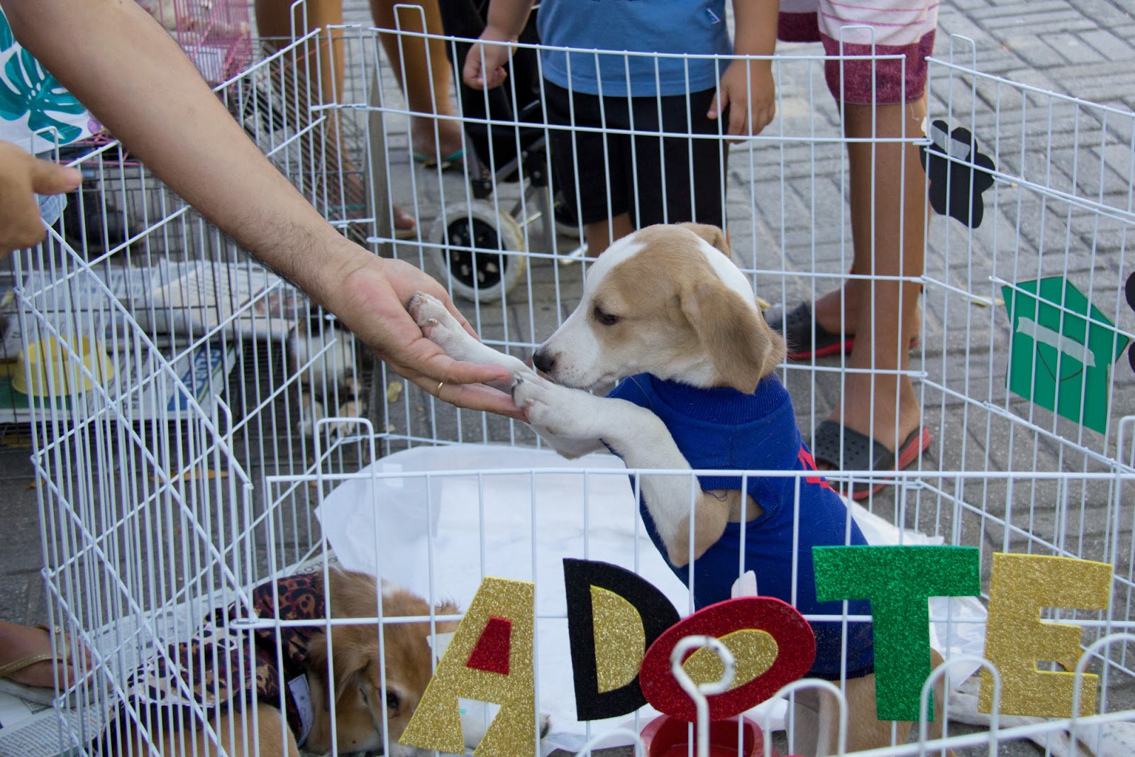 Aumenta em 39% o número de animais à espera de adoção em Jundiaí
