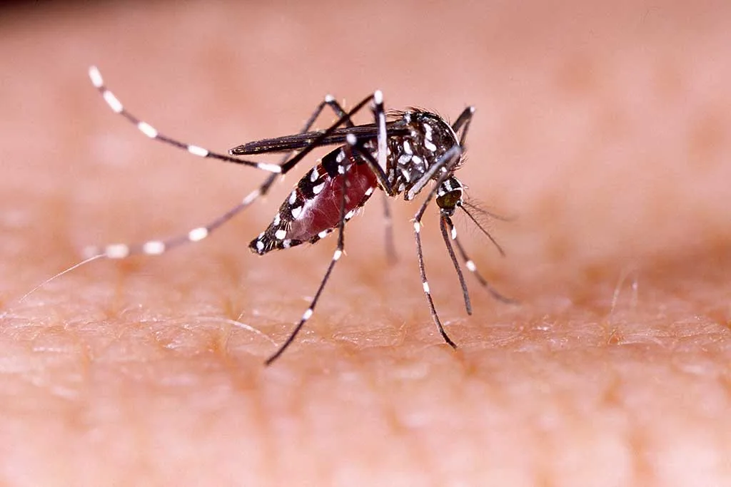 Casos de dengue em Jundiaí despencam 93,5% no início de 2026
