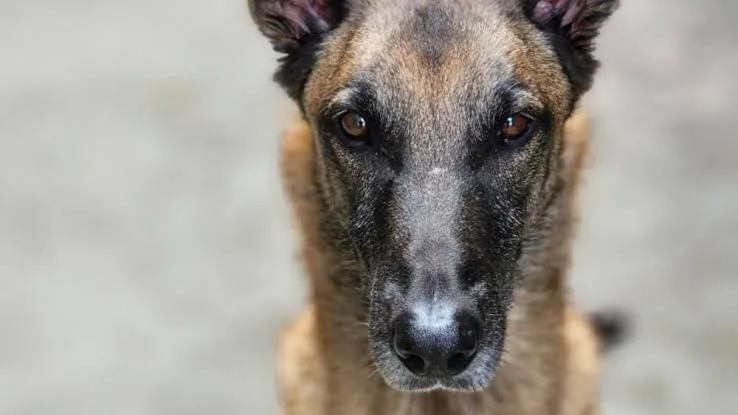Aos 16 anos, morre K9 Zyon, cão herói da Guarda Municipal de Jundiaí